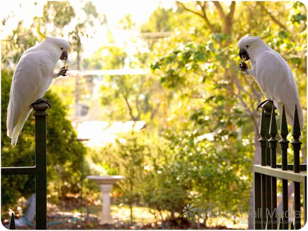 Cockies as guardians of the gate