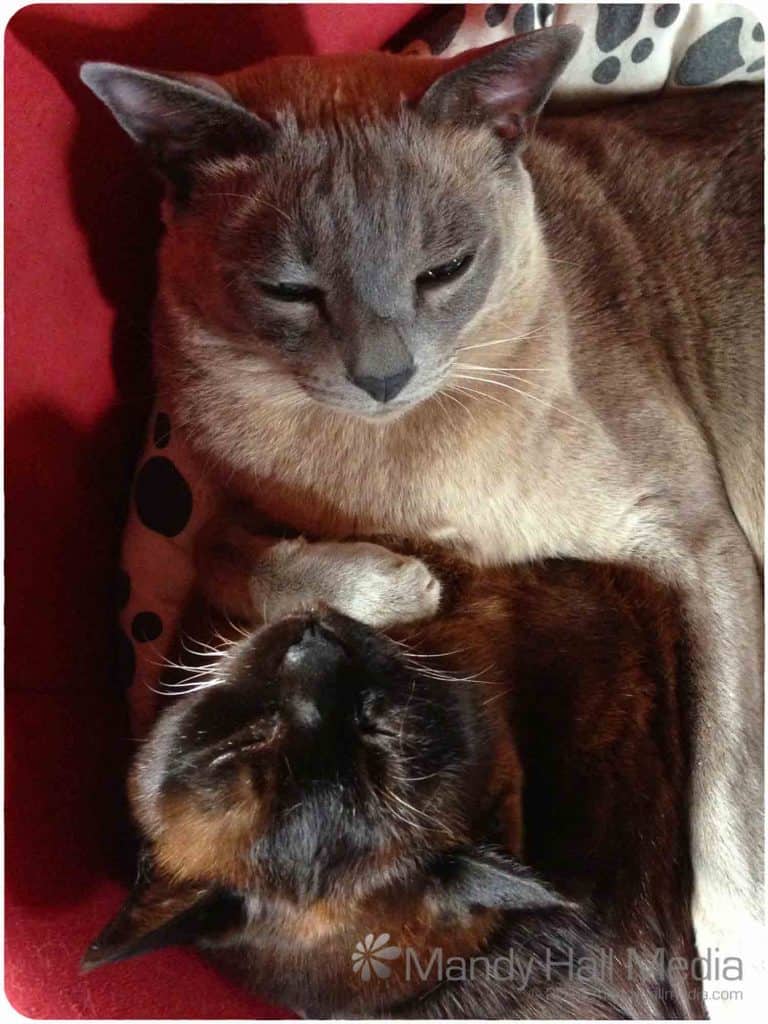 Bod and Ming snoozing on their chair