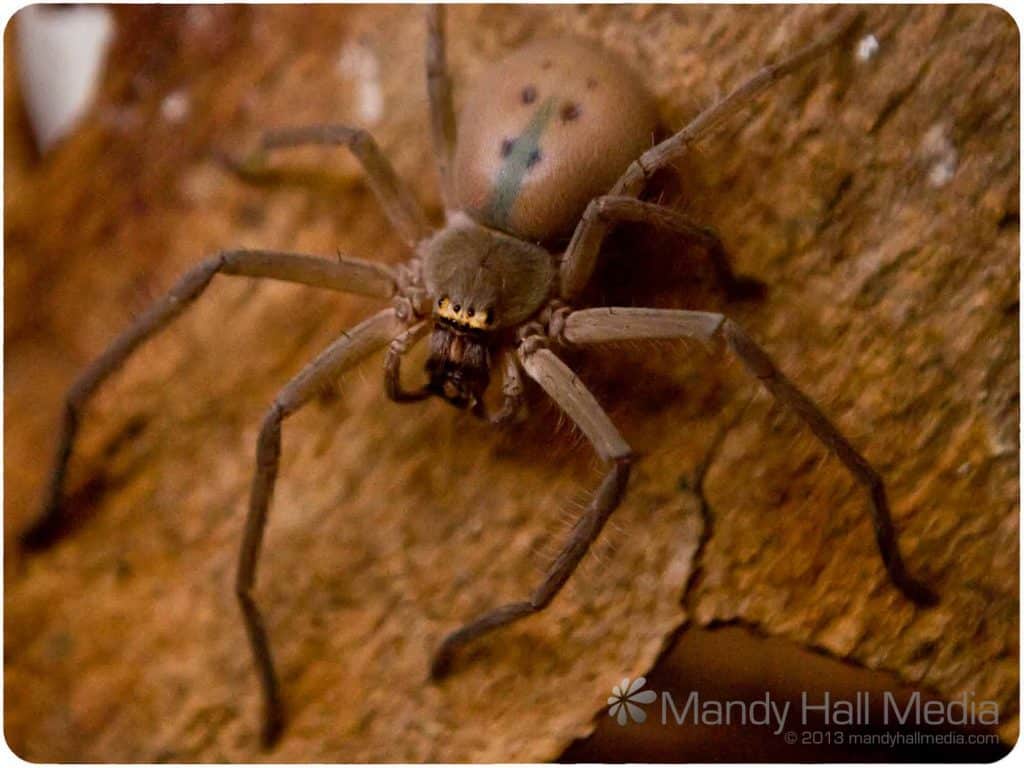 Silas, my giant green huntsman