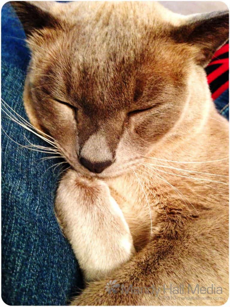 Mr Bod looking deceptively soft and cuddly, but we know better