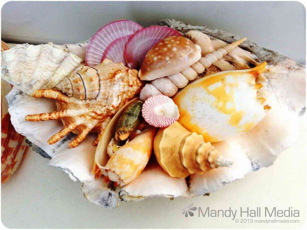 Shells. Mostly brought back from Africa in the 60s. Some from Broome, Western Australia in the 80s