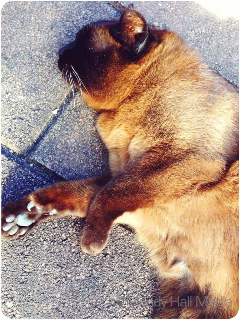 Ming having a snooze on the warm ground in the afternoon sun. Happy cat