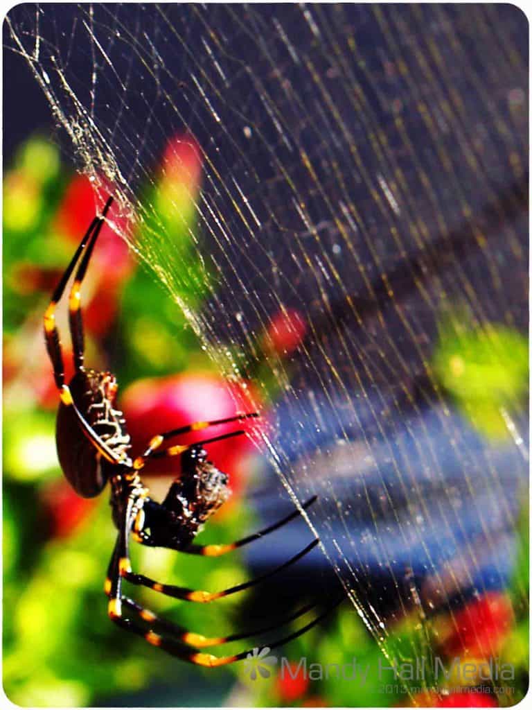 Golden Orb spider having lunch