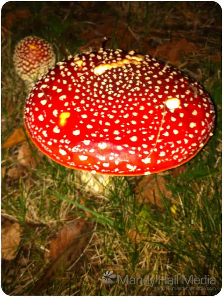 Toadstool in the dark. Think the caterpillar was asleep. I wasn’t tempted to eat it