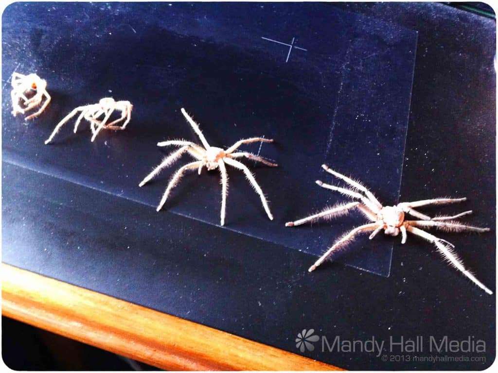 Spider skins. My spider, Silas, has grown very quickly