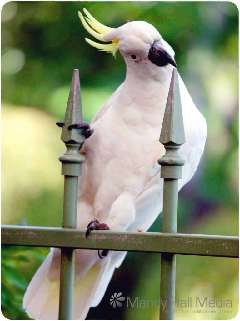 A cockatoo waiting for his food