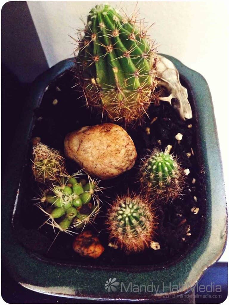3 different types of cactus. Cuttings from Gran’s garden