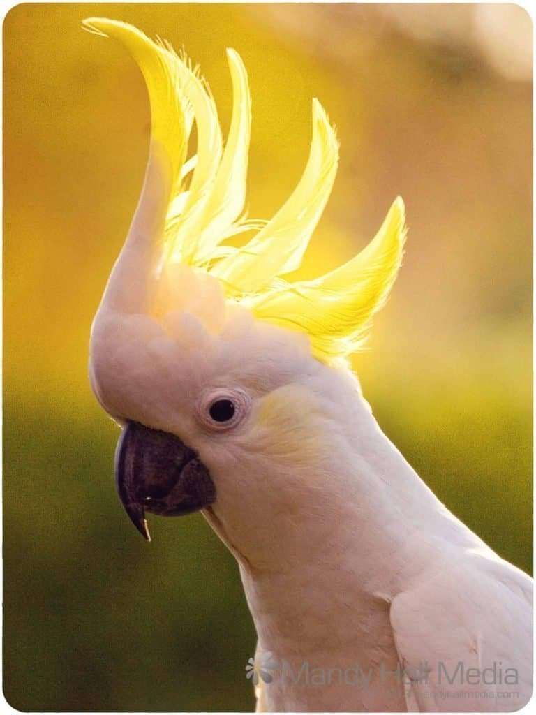 A cockatoo at sunset. Beautiful yellow light through the crest