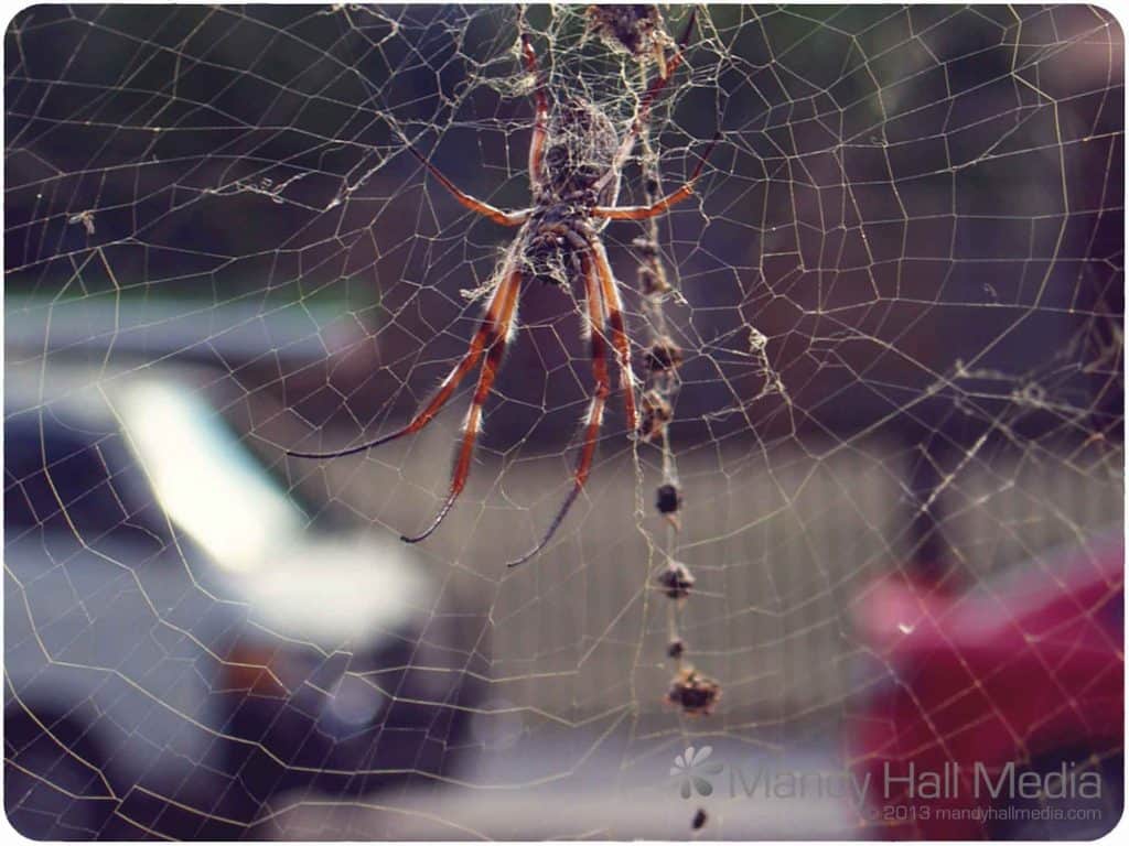 Golden orb spider
