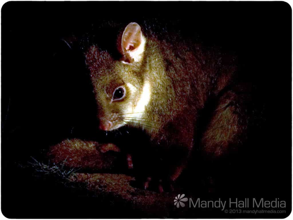 A little ringtail possum in the dark