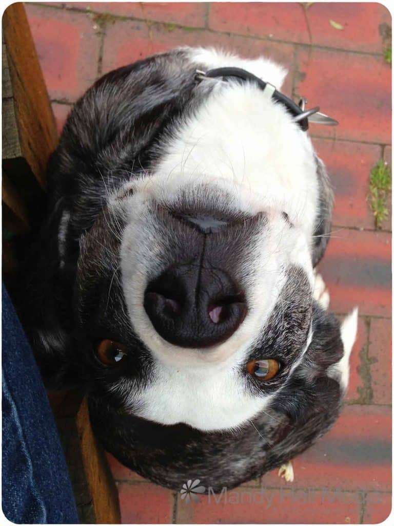 Upside down Snoopy dog