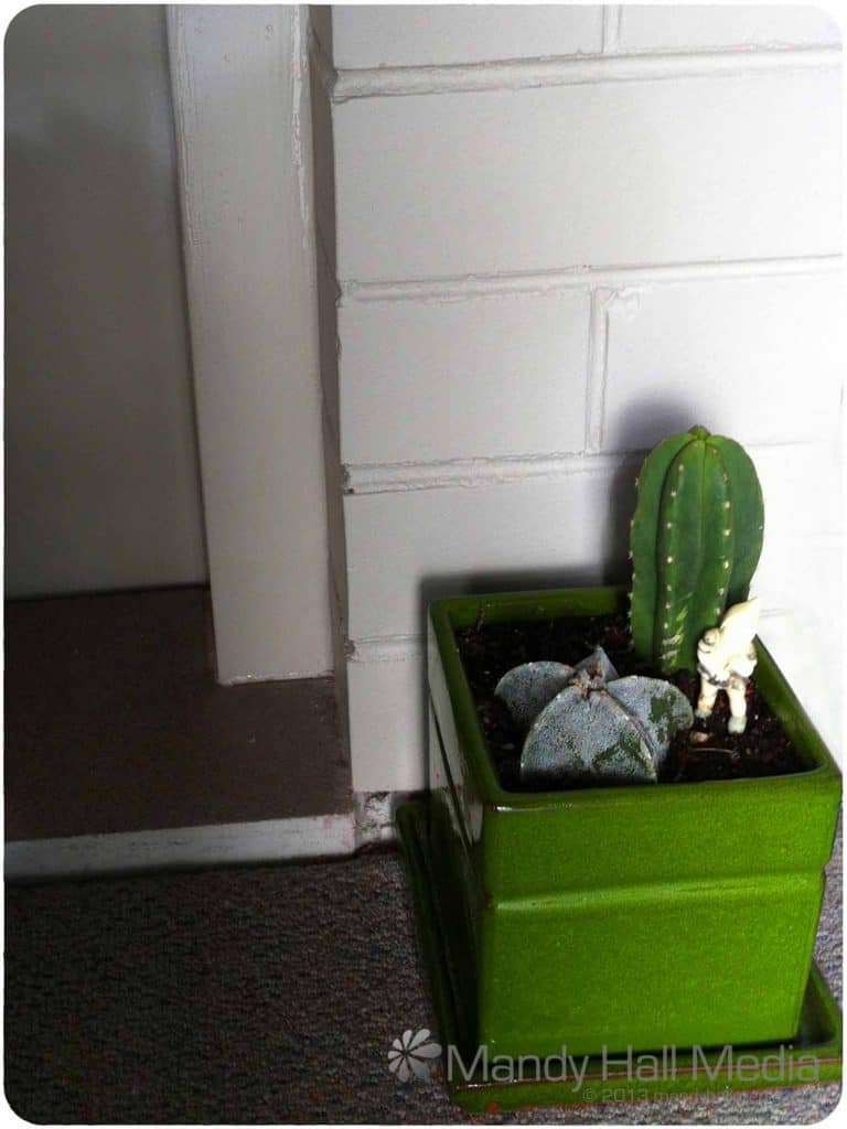 Cactus