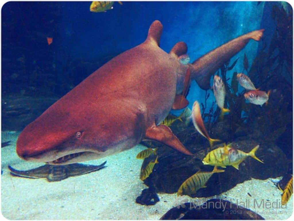 Shark at the Melbourne aquarium