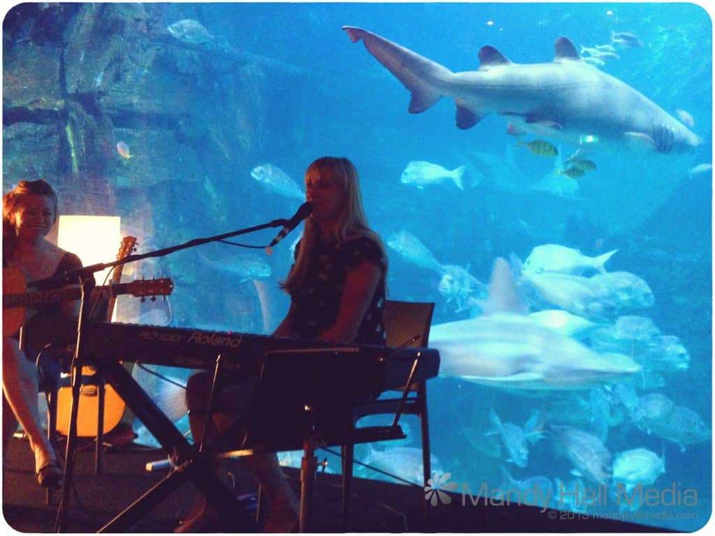 Gig at the Aquarium. Big sharks