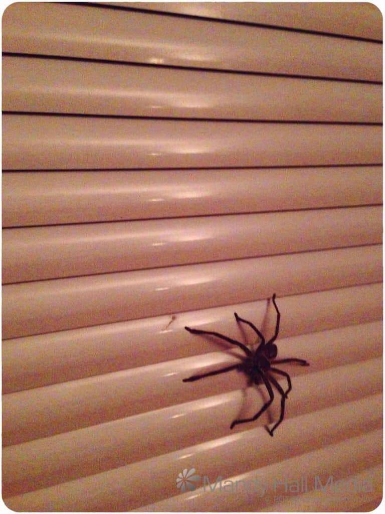 Silas had a visitor tonight. She’s not there this morning, she’s in here somewhere…