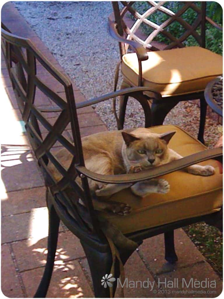 My chair! Bod the cat defending his territory