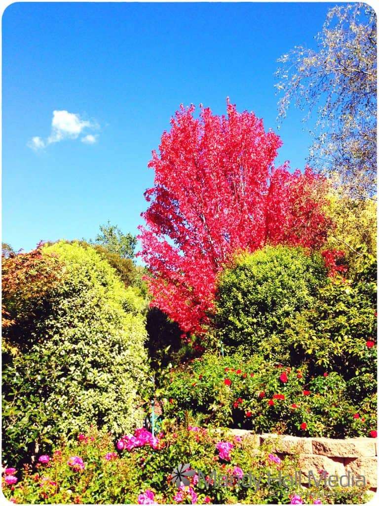 Autumn has come early on some trees