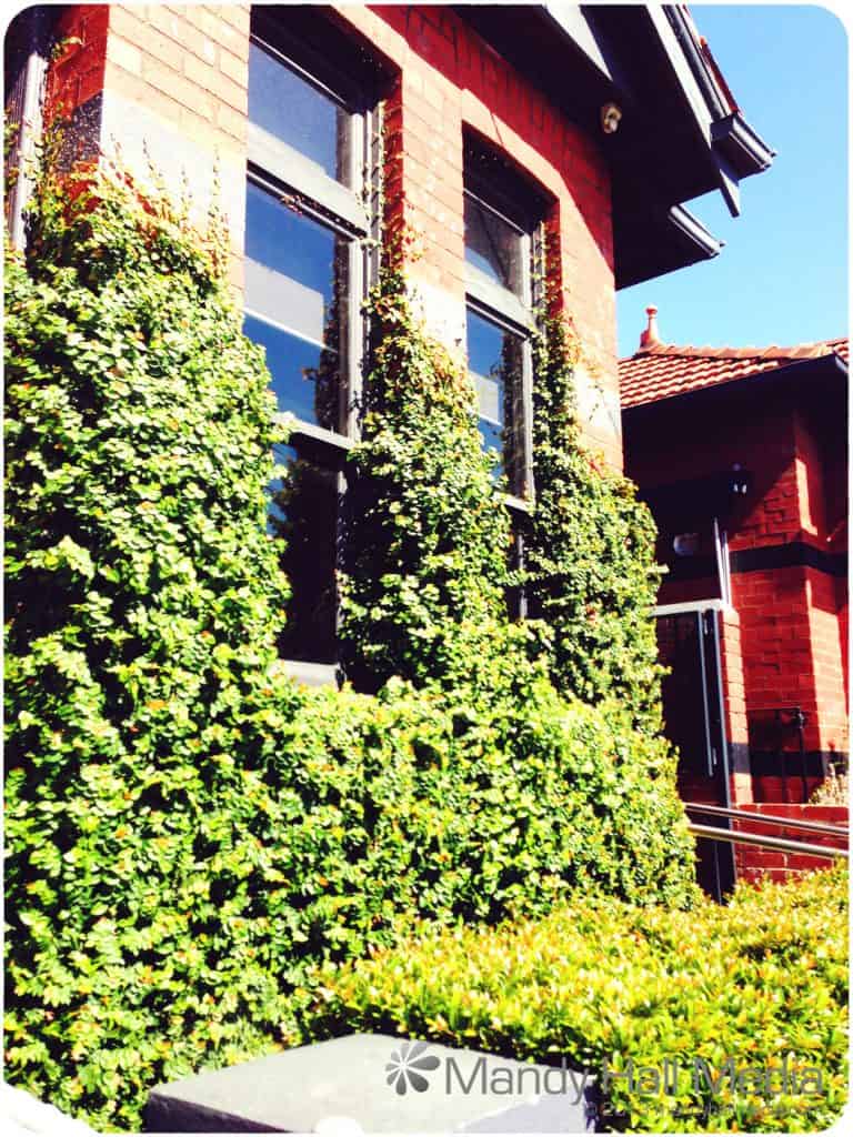 Ivy