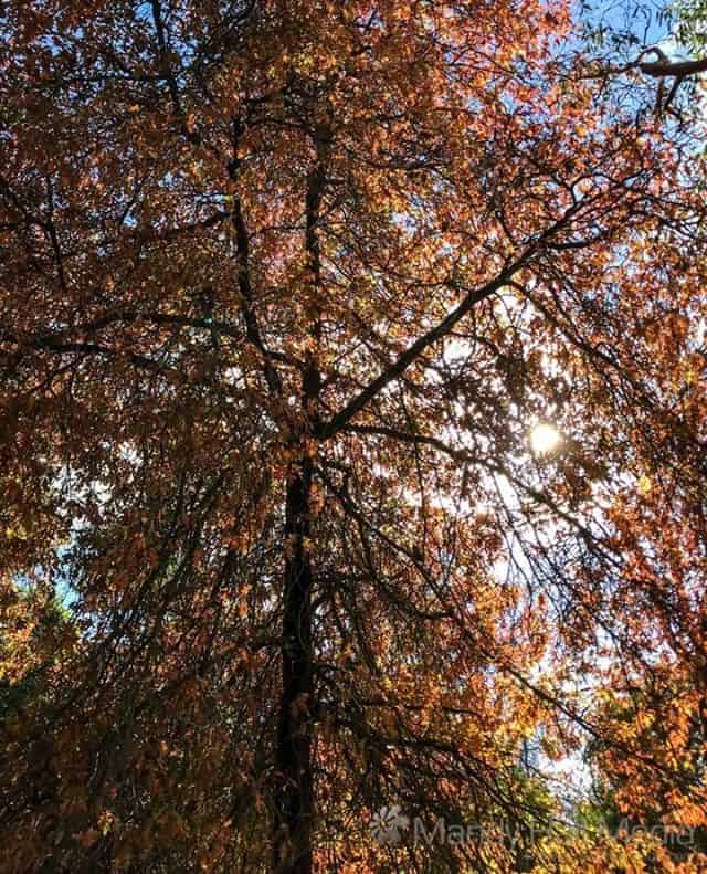 Looking up at the sky