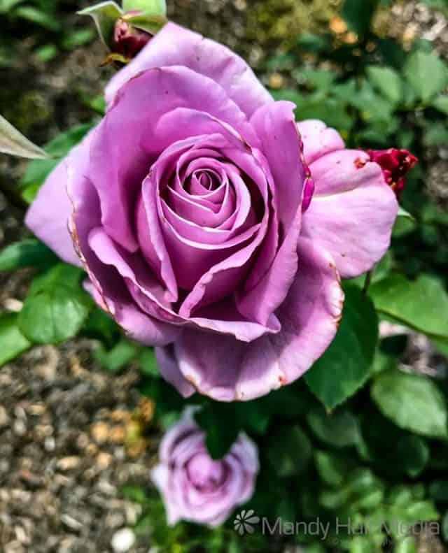 Purple rose. Hadn’t seen this colour before.