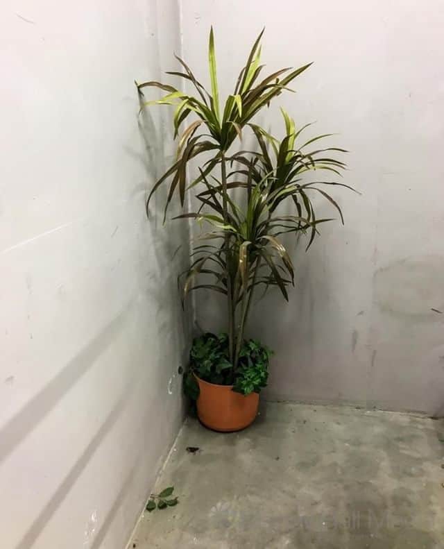 Unexpected plant in the stairwell⁠