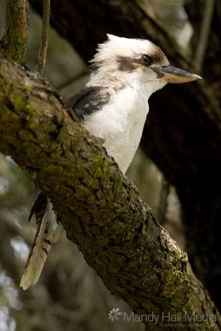 Kookaburra in a park in sydney