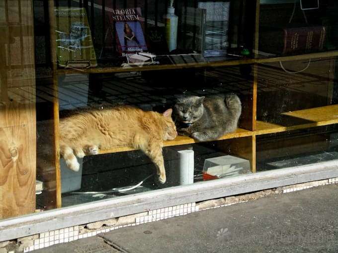 Happy cats in the sun at a bookshop in Chapel St
