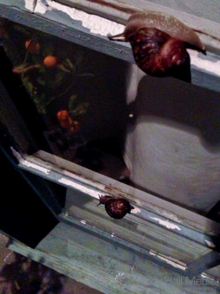 Synchronised snails on a window sill