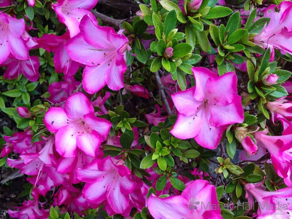 Pretty pink flowers