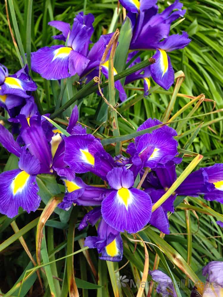 Purple irises, I love this colour