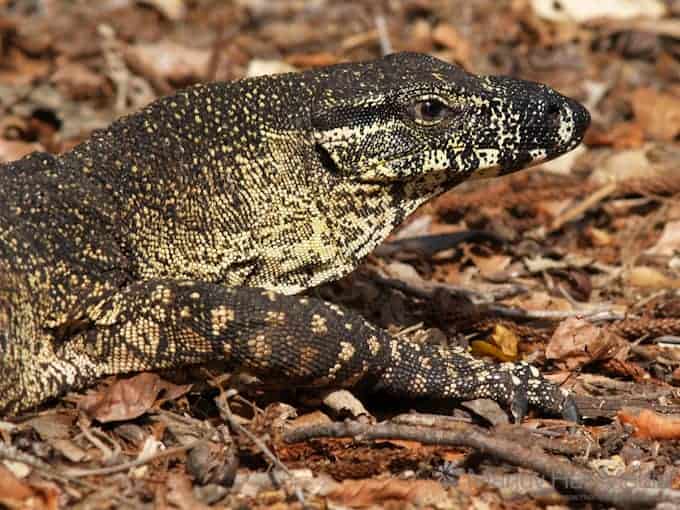 Goanna in the wild