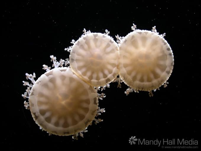 Jellyfish in the Melbourne aquarium