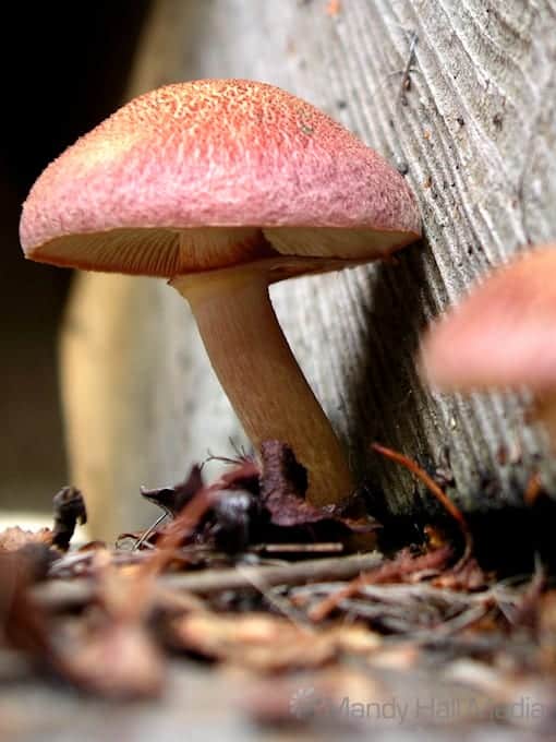 Little mushroom