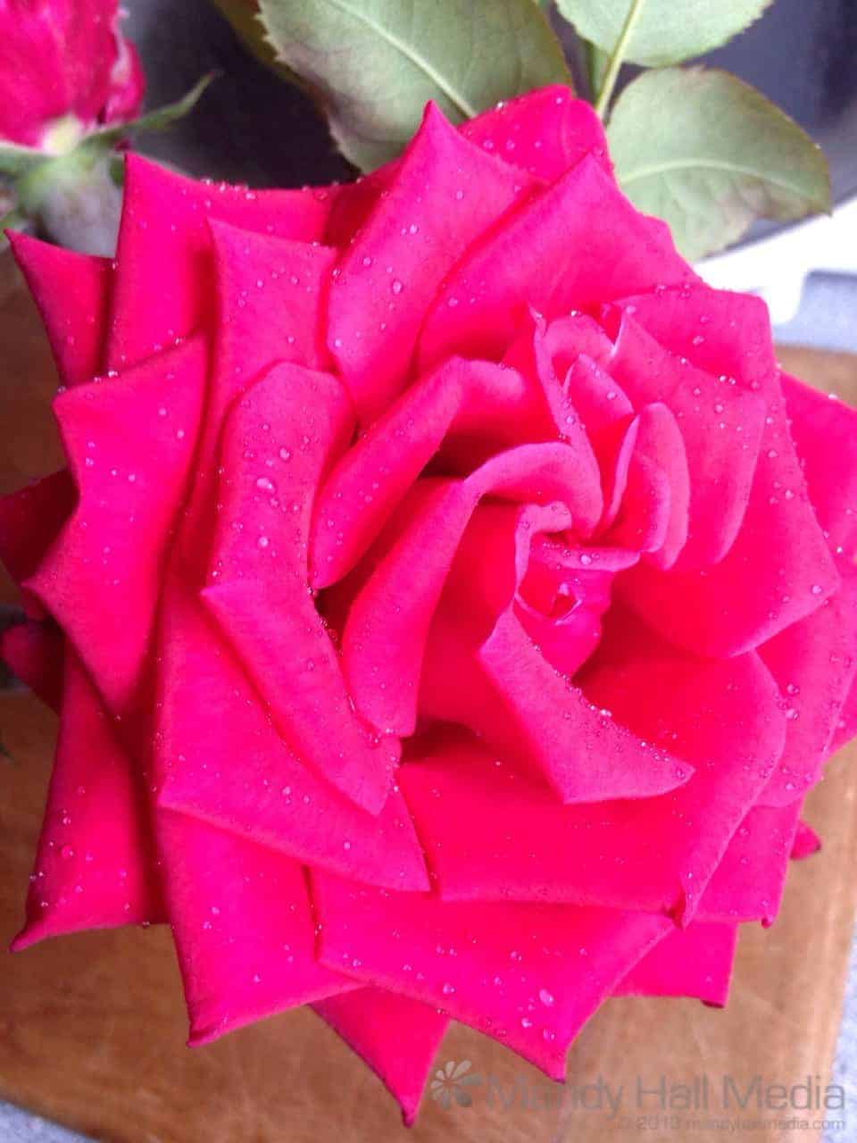 Home grown roses brought in from the rain