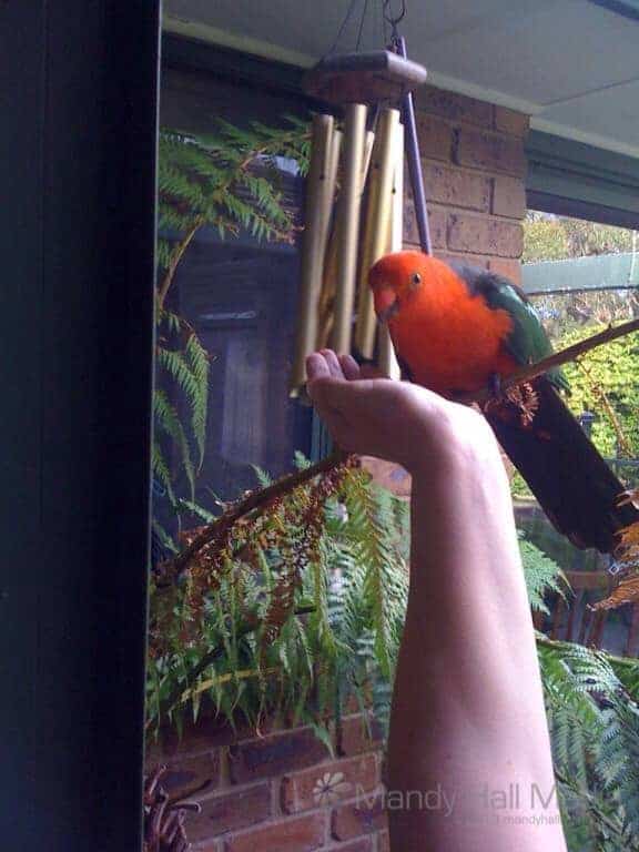 King parrot, a little male one