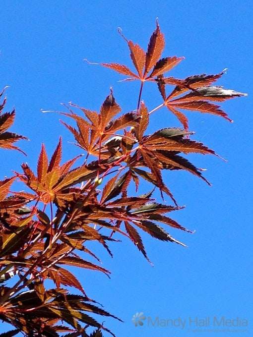 Lovely maple against a blue sky
