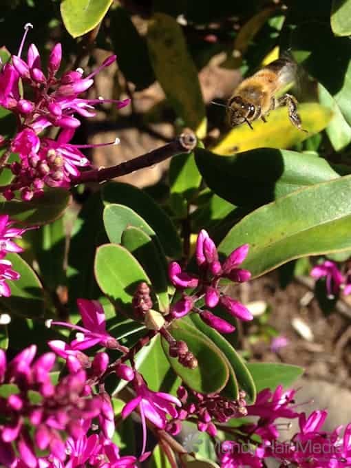 Bee on a flower