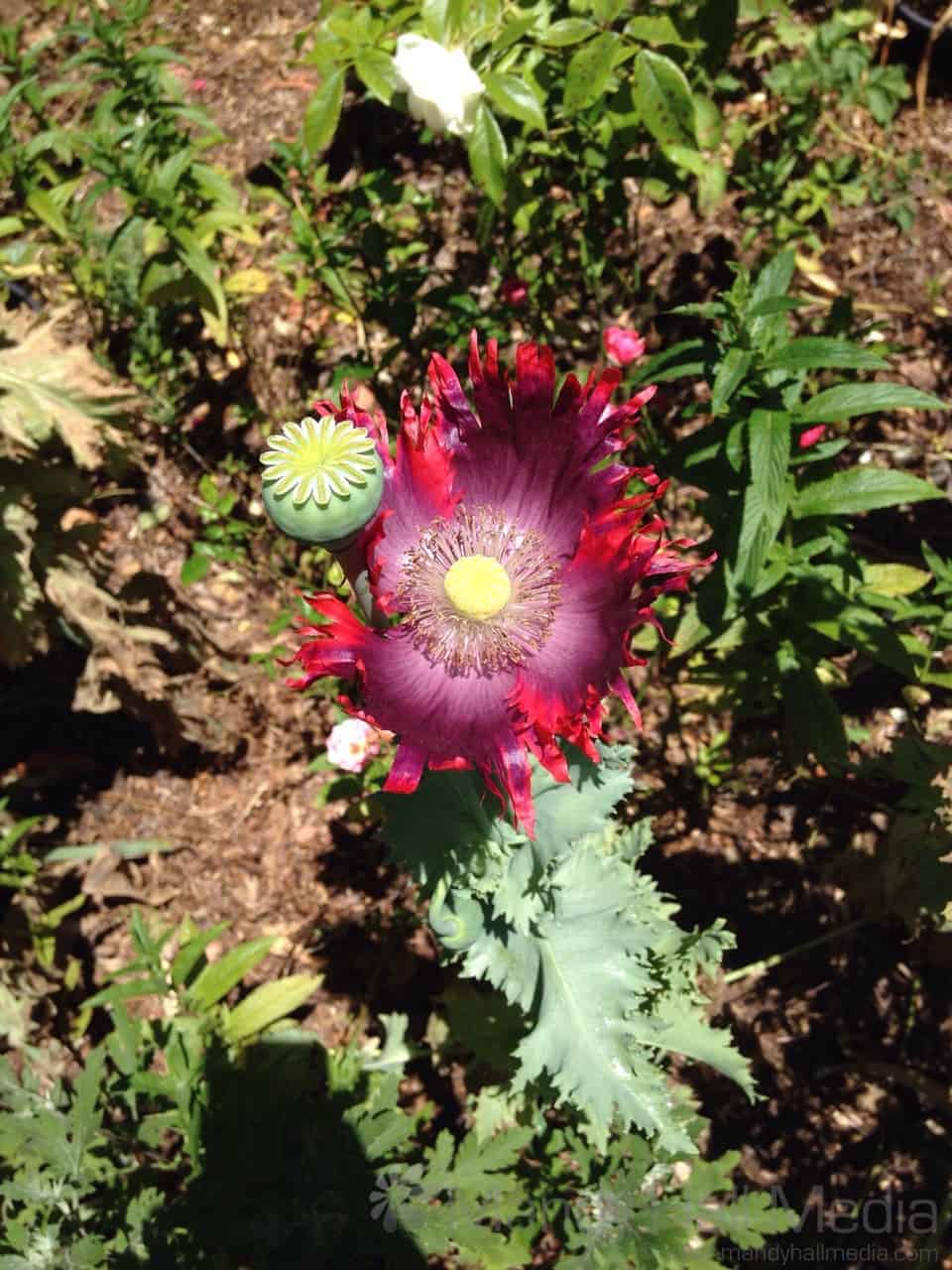 I’ve never seen a tulip like this before