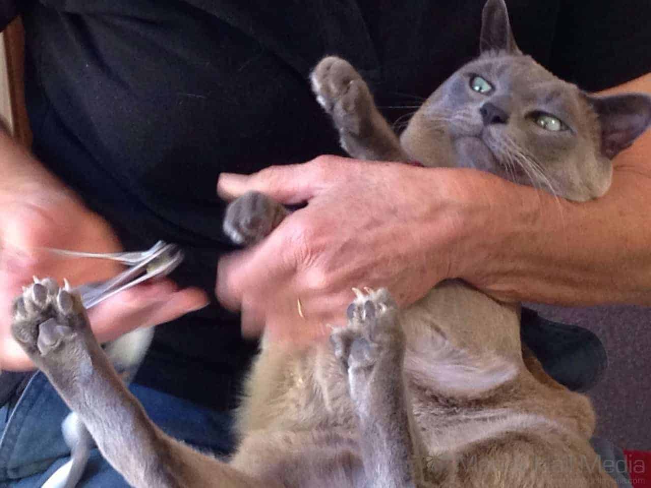 Bod doesn’t like getting his nails clipped