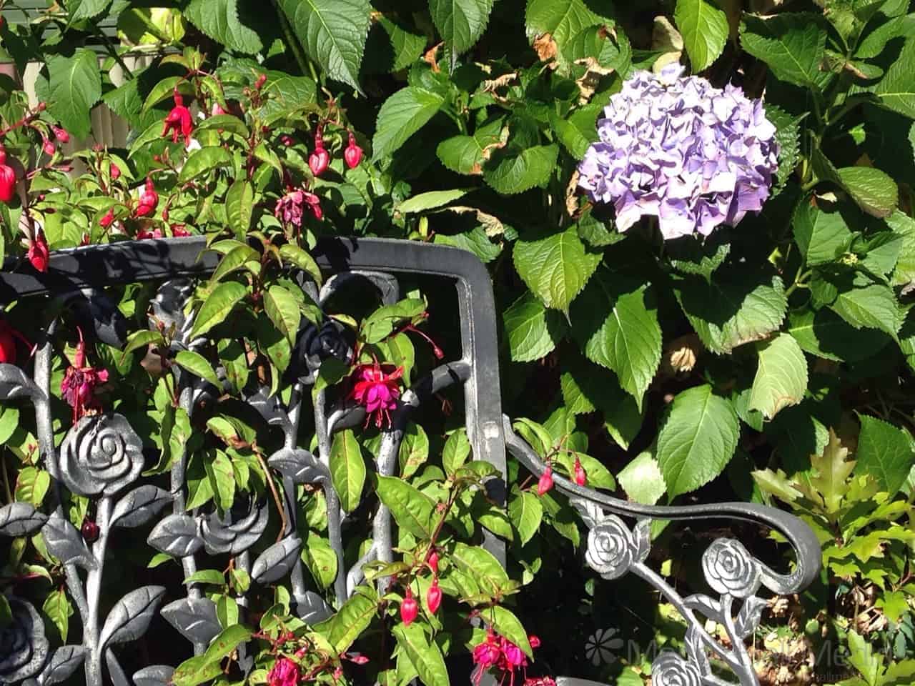 Fuchsias & hydrangeas in the garden