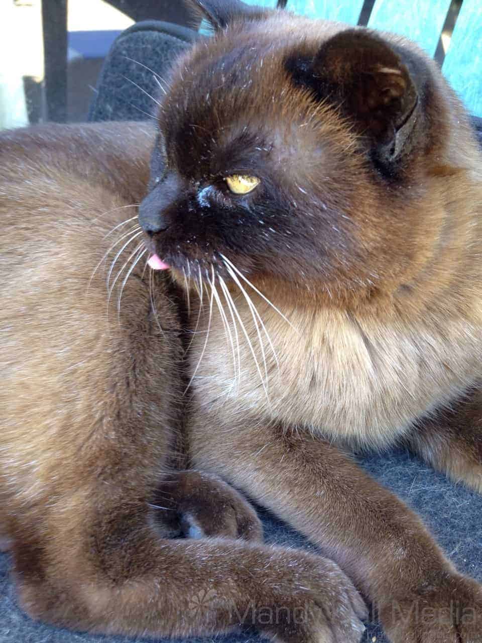 Happy old cat relaxing outside