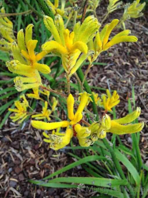 Lovely kangaroo paw plant in Sydney