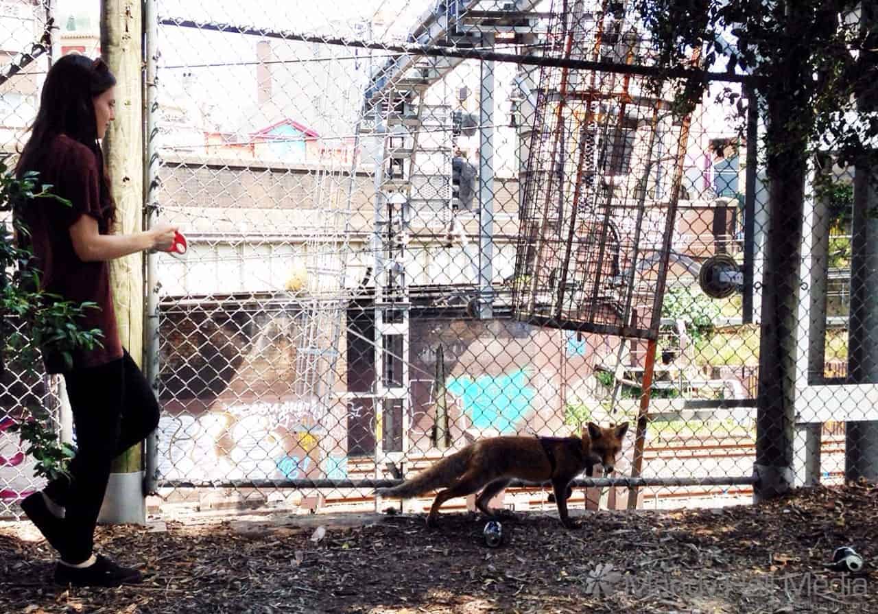 A girl walking a fox on a leash in Newtown