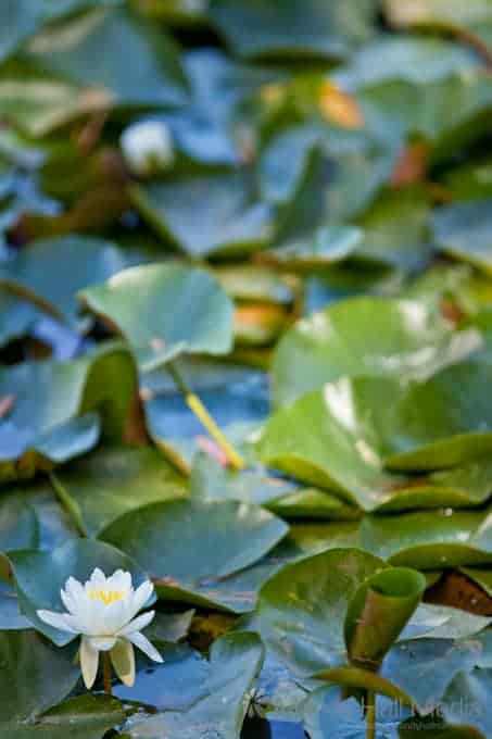 Water lillies