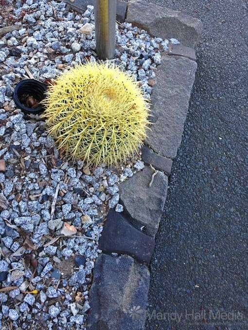 Cactus on side road. An interesting find.