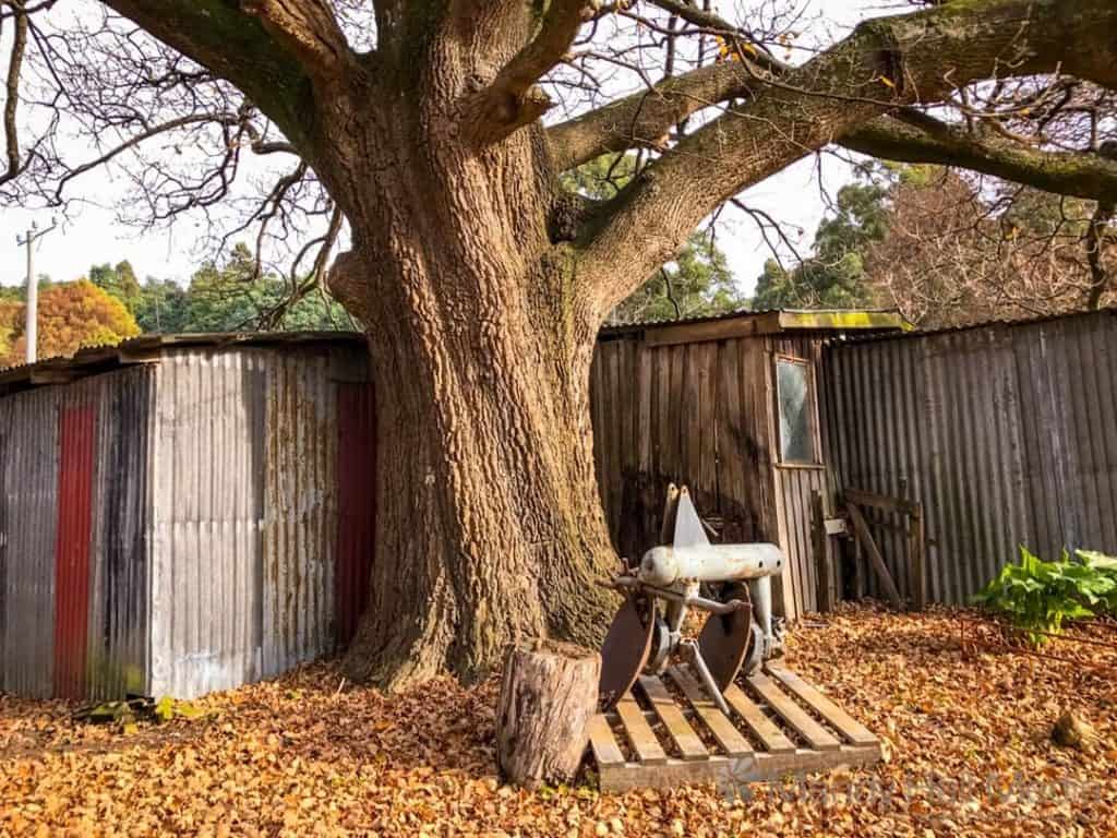 Big oak and old shed