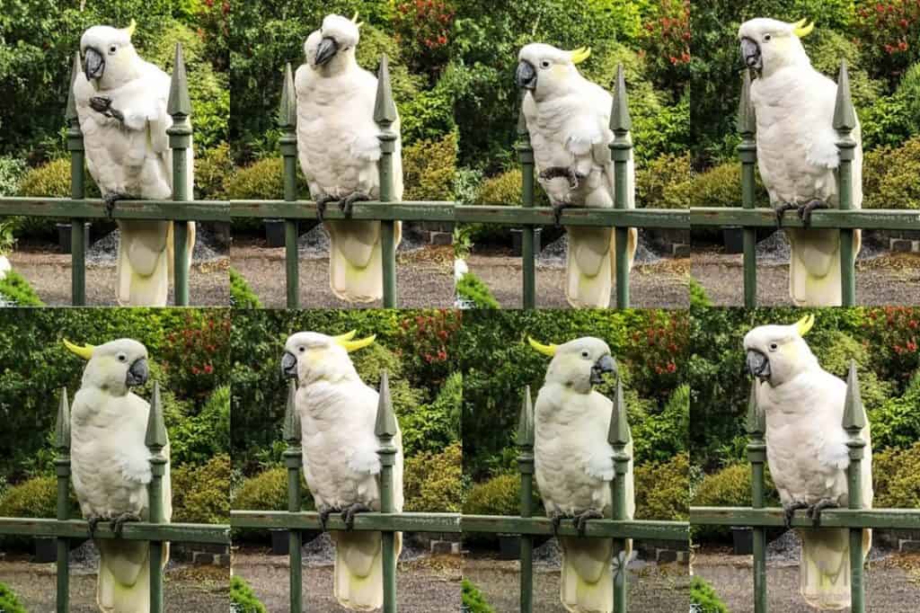Cockatoo photoshoot