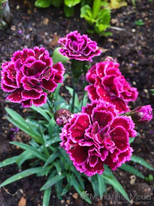 Vibrant red and pink carnations after just being watered