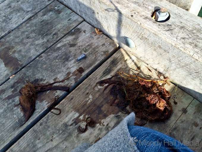 Catch of the day. My best efforts at fishing resulted in a small collection of sea weed.