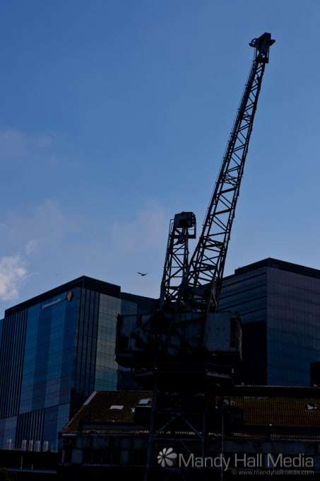 Crane and bird